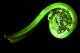 How To Use Fiddlehead Ferns